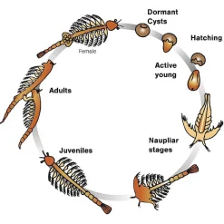 VALUVIC Steam*Aqua Dragons - Habitat marino con LED