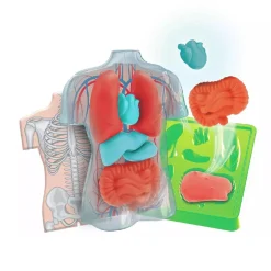 CLEMENTONI Steam*- Kit Anatomía Squishy Organs