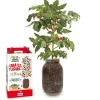 GARDEN POCKET Steam*Kit de cultivo de tomate Cherry orgánico para interior