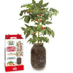 GARDEN POCKET Steam*Kit de cultivo de tomate Cherry orgánico para interior
