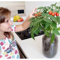 GARDEN POCKET Steam*Kit de cultivo de tomate Cherry orgánico para interior