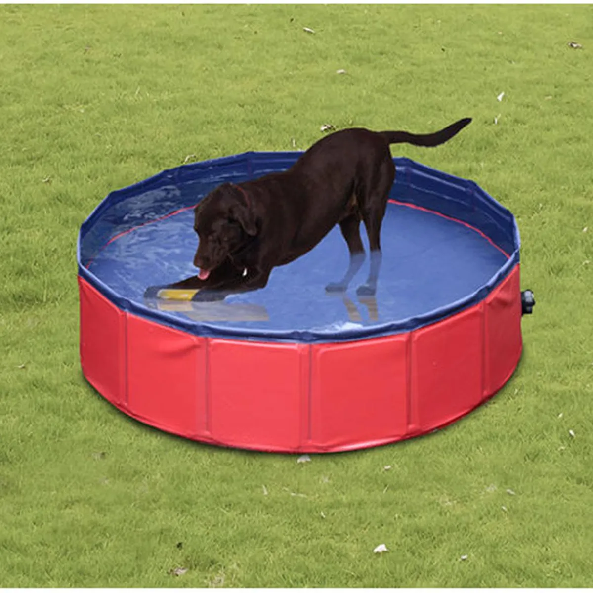PawHut Coleccionables Y Mini Mundos*Piscina plegable para mascotas 160 cm