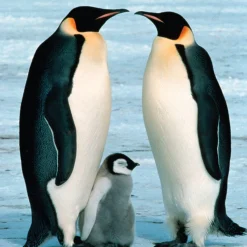 WWF Steam*- Pingüinos - Puzzle 100 piezas